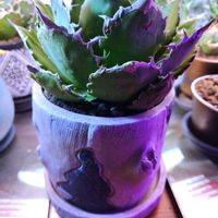 アガベ,多肉植物,多肉大好き,アガベ チタノタ オテロイの画像