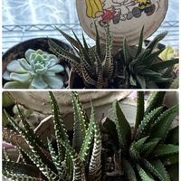 十二の巻,ワークショップ ,今日のお花,GSの繋がりに感謝♡,なつ子さんありがとうの画像