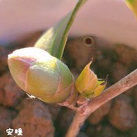 ギョリュウバイ,椿 玉之浦,パンジ・ビオラ,種まき,花のある暮らしの画像