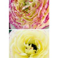 ラナンキュラス,強風,復興祈願,世界平和,がんに負けるな！の画像