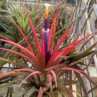 チランジア,イオナンタ,エアプランツの画像