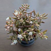 クラッスラ フンベルティ,多肉棚,モニター,カネコ種苗,いっすいふとの画像