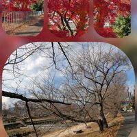 キク,パンジー・ビオラ,リナリア,ロベリア,パンジーの画像