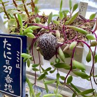 ポーチュラカ,ルビーネックレス,多肉植物,お部屋,われら17年組の画像