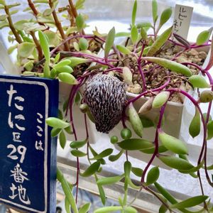 ポーチュラカ,ルビーネックレス,多肉植物,お部屋,われら17年組の画像