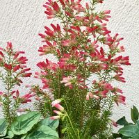 エリカ,エリカウインターファイヤー,可愛い〜♡,いつもありがとう♡,素敵な出会いの画像