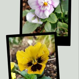 パンジー・ビオラ,パンビオさん,植え替え,花壇,マイガーデンの画像