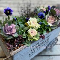 パンジー・ビオラ,葉牡丹,パンジー フェデネージュ,寄せ植え,ナチュラルガーデンの画像