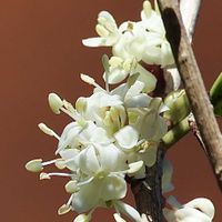 ヒイラギ,山野草,白い花,野鳥,GSのみなさんに感謝♡の画像