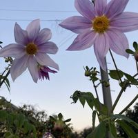 キク,皇帝ダリア,凛とした花姿,今日も笑顔で♡,金曜日の蕾たちの画像