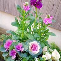 葉牡丹の寄せ植え,癒やし,ほっこり笑顔に,能登半島地震に心寄せて…,玄関アプローチの画像