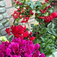 シクラメン,ストック,ストック,クリスマスホーリー,ブーゲンビリアの花の画像