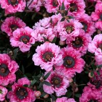 ギョリュウバイ,御柳梅,我が家の花壇,ピンクの花,手作り花壇の画像