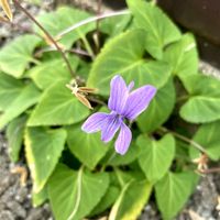 スミレ,観葉植物,癒し,グリーンのある暮らし,GSのみなさんに感謝♡の画像