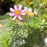 コスモス,ヒマワリ,ペチュニア,ペチュニア,向日葵の画像