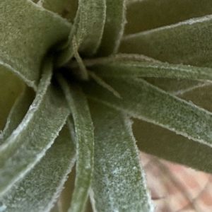 チランジア,エアプランツの画像