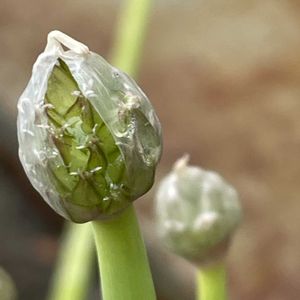 ネギ,花壇,ガーデニング,野菜の花,自家製野菜の画像