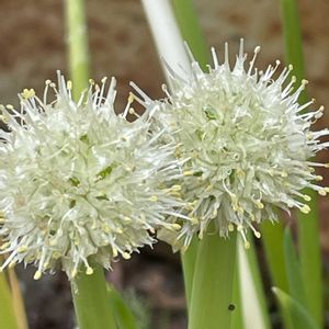 ネギ,花壇,ガーデニング,野菜の花,自家製野菜の画像