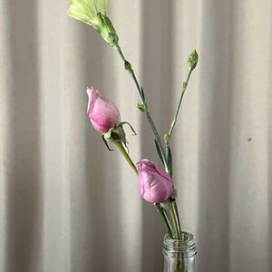 カーネーション,バラ ブルームーンの画像