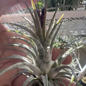 チランジア,イオナンタ,エアプランツの画像