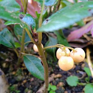 ヤブコウジ,斑入りヤブコウジ,ヤブコウジ(十両),白実のヤブコウジ,地植えの画像