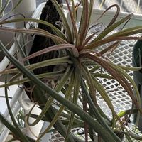 チランジア,イオナンタ,エアプランツの画像