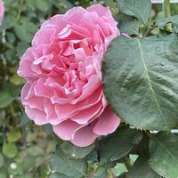 ストック,バラ,バラ,ヒイラギ,#最前線のあなたへの画像