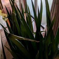 ネギ,ネギ,ノビル,野蒜,ノビル(野蒜)の画像