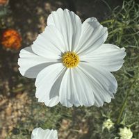 コスモス,元気もらえる,白いお花,好きなお花の画像