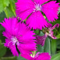 アリッサム,キク,ナデシコ,パンジー・ビオラ,ビオラの画像