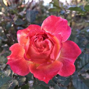 バラ　シャルール,地植え,太陽大好き,ばら バラ 薔薇,ロサオリの薔薇の画像