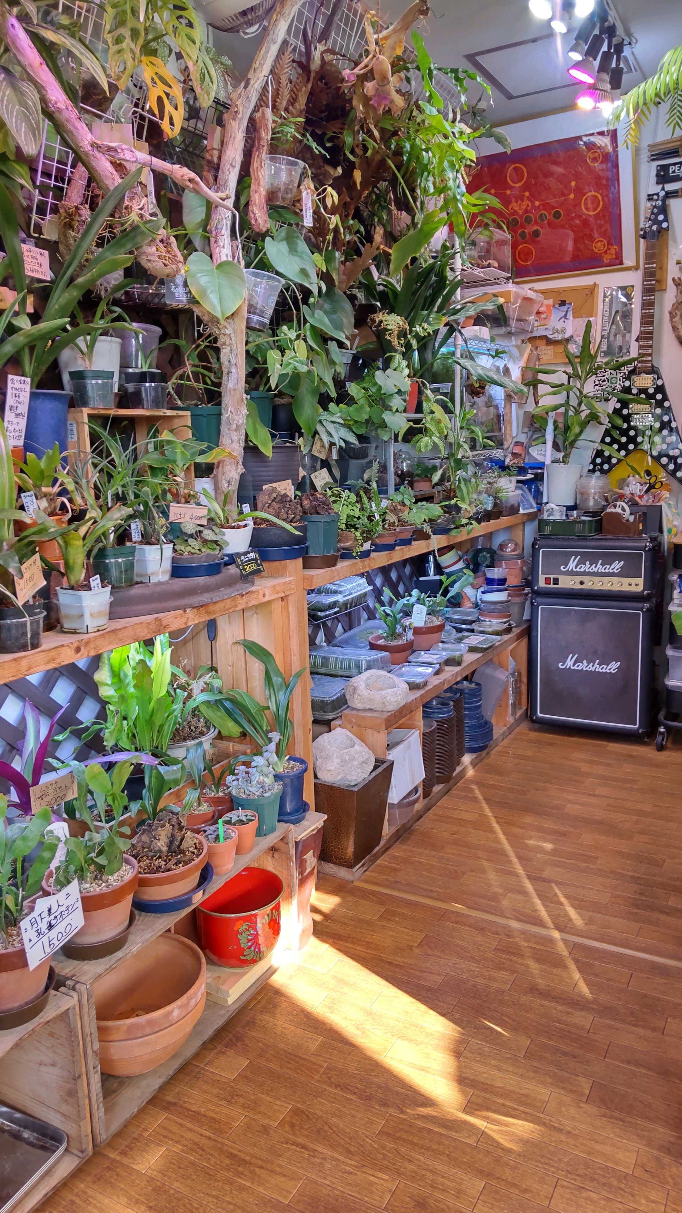 FSQとは？ ビカクシダの森