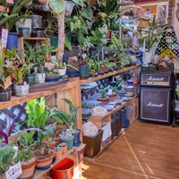 多肉植物,ウラボシ科,ビカクシダ属,食中植物,塊根の画像