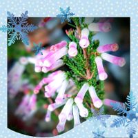 エリカ,エリカ,花のある暮らし♡,ウクライナに平和を,武器ではなく花をの画像