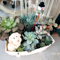 miyuki*･☪:.多肉,ダイソー多肉,多肉植物とサボテン,ベランダ多肉,多肉植物葉挿しの画像