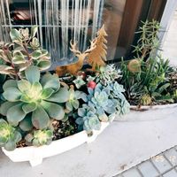 miyuki*･☪:.多肉,miyuki*･☪:.多肉,ベランダ多肉,多肉植物葉挿し,暴れ多肉の画像