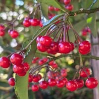 オモト,ナンテン,マンリョウ,茶の木,稲わらの画像