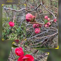 ドラセナ,ボケ,ポトス,モミジ,四季桜の画像