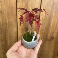 ヤマモミジ,石木花の画像