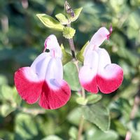 チェリーセージ,花期が長い,シソ科,さんぽ,メキシコ原産の画像