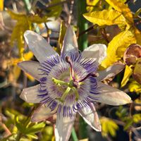 アマリリス,アマリリス,シクラメン,シャコバサボテン,トケイソウの画像