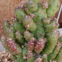 姫将軍,姫将軍（アウストロキリンドロプンチア）,コノフィツム 翡翠玉,コノフィツム カルキュルス,サボテン科の画像