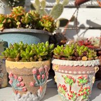 にじのたま,寄せ植え,多肉植物,紅葉する多肉,多肉寄せ植えの画像