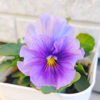 ビオラ,ビオラ　レディ,ビオラ ぷちぷちMIX,種まき,青・紫系の画像