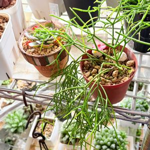 リプサリス　カスッサ,リプサリス　カスッサ,癒される,no green no life,癒し空間の画像