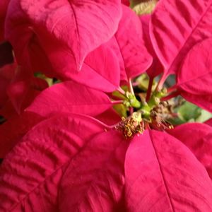 ポインセチア,デンマークカクタス,デンマークカクタス(シャコバサボテン),リビング,お花大好き♡の画像