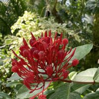 温室,花木センター,福岡市動植物園,撮りだめの画像