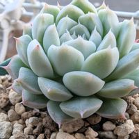 アルバ美尼,多肉植物,多肉棚,エケ,小さな庭の画像