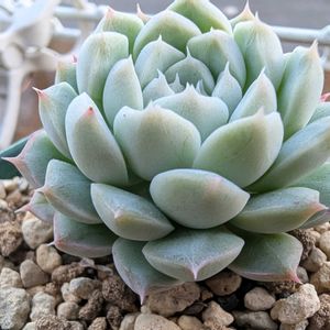 アルバ美尼,多肉植物,多肉棚,エケ,小さな庭の画像