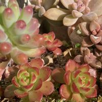 乙女心,レティジア,秋麗, ブロンズ姫,多肉女子の画像